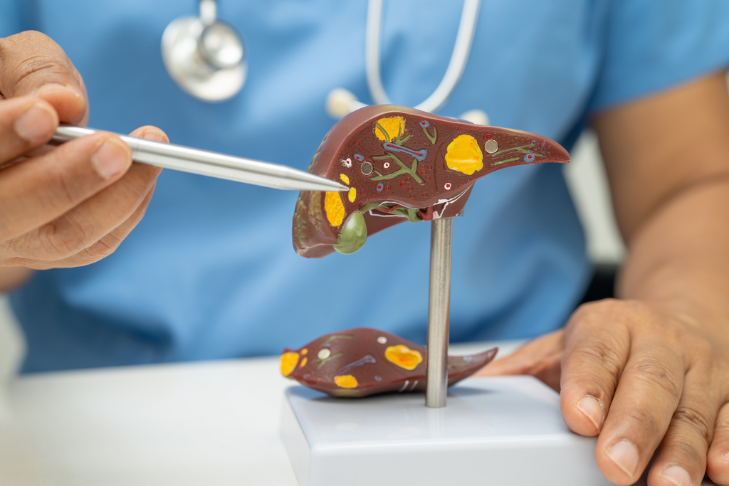a medical person showing a plastic liver